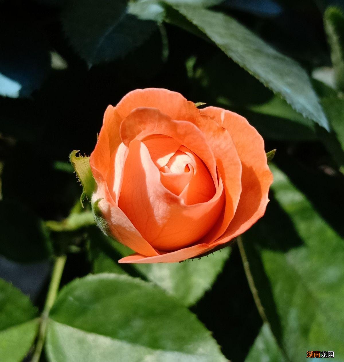 玫瑰、月季、蔷薇区别图片 玫瑰和月季如何区分