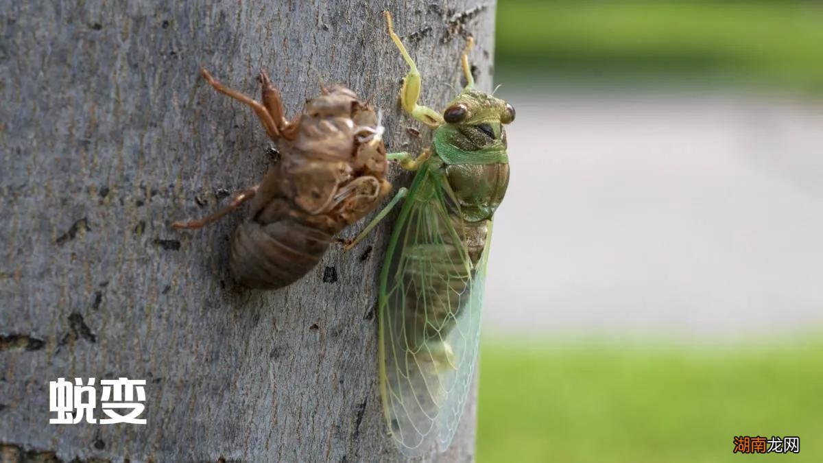 蝉是从地里钻出来的吗 蝉吃什么东西作为食物