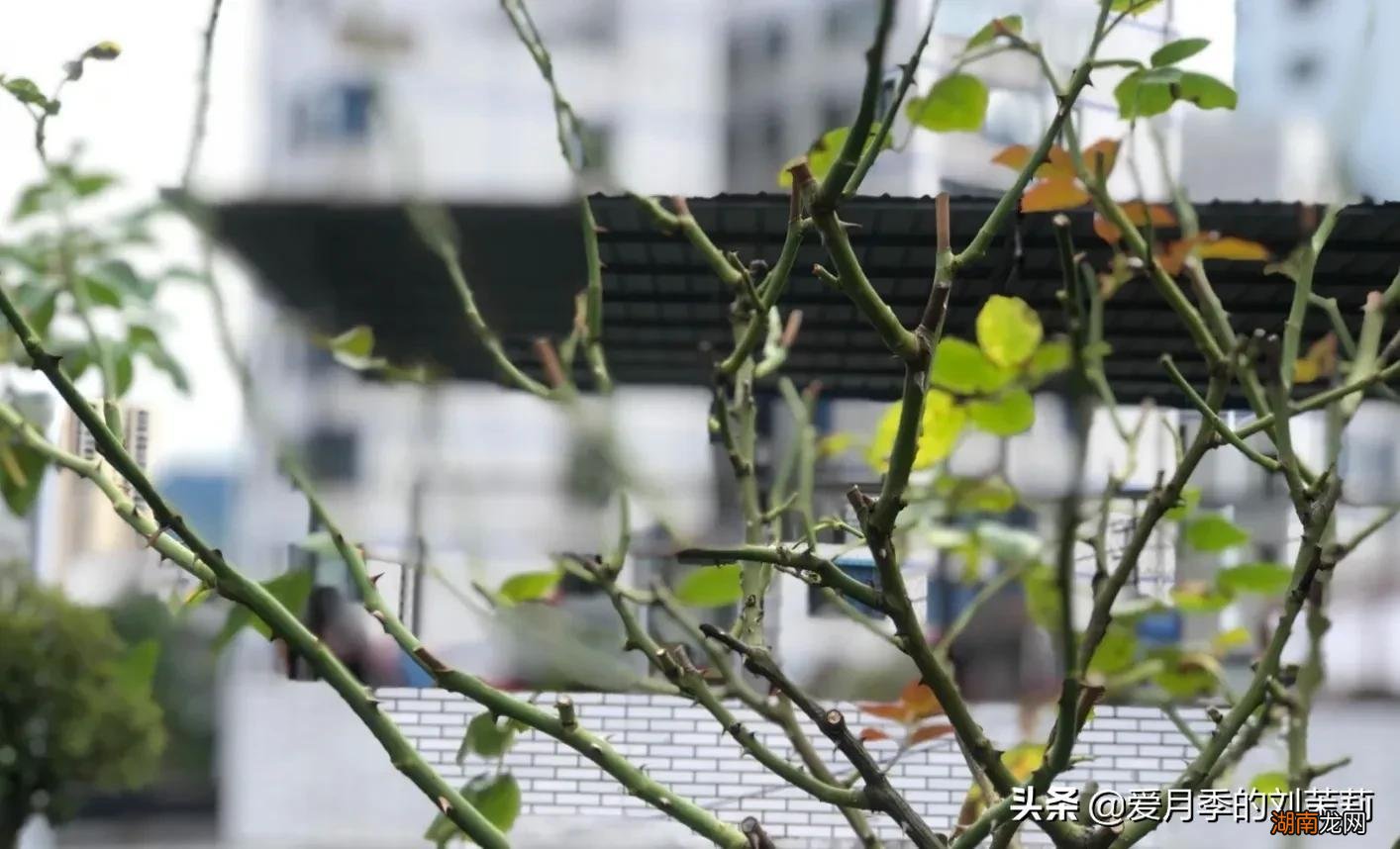 月季黑斑病的预防和治疗方法 月季黑斑病的防治措施