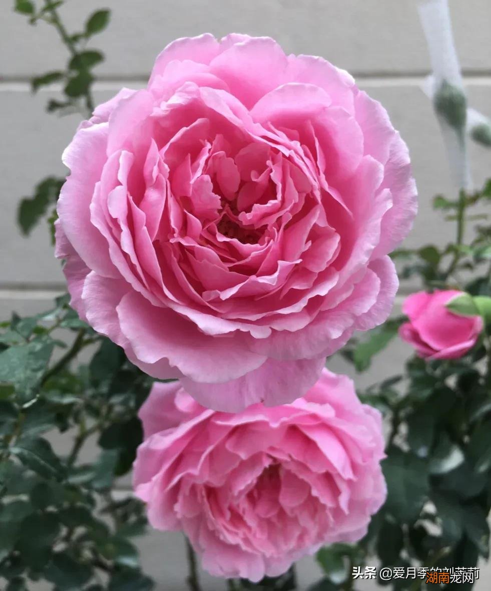 月季黑斑病的预防和治疗方法 月季黑斑病的防治措施