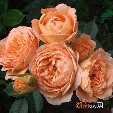 藤本月季甜梦抗病强适合阳台养 甜梦月季的优缺点介绍