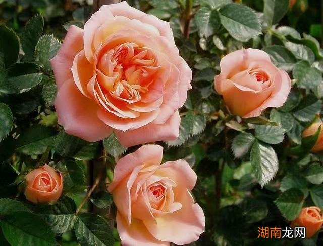 藤本月季甜梦抗病强适合阳台养 甜梦月季的优缺点介绍