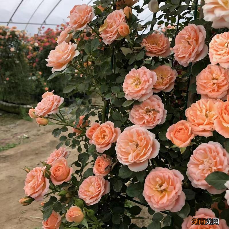 藤本月季甜梦抗病强适合阳台养 甜梦月季的优缺点介绍