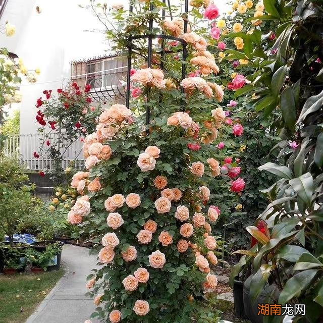 藤本月季甜梦抗病强适合阳台养 甜梦月季的优缺点介绍