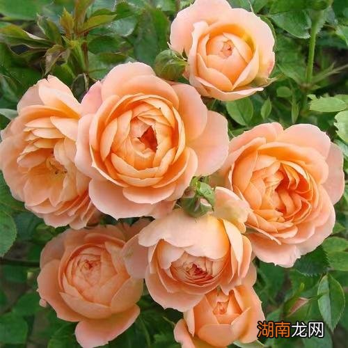 藤本月季甜梦抗病强适合阳台养 甜梦月季的优缺点介绍