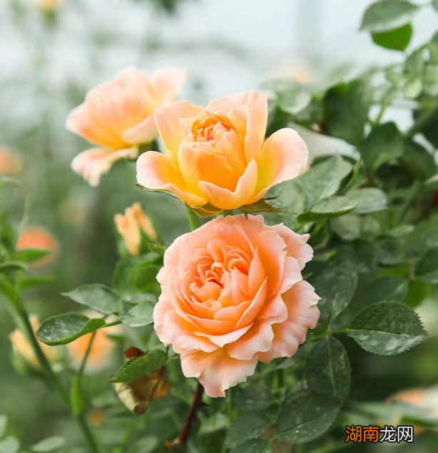 藤本月季甜梦抗病强适合阳台养 甜梦月季的优缺点介绍