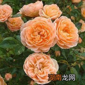 藤本月季甜梦抗病强适合阳台养 甜梦月季的优缺点介绍