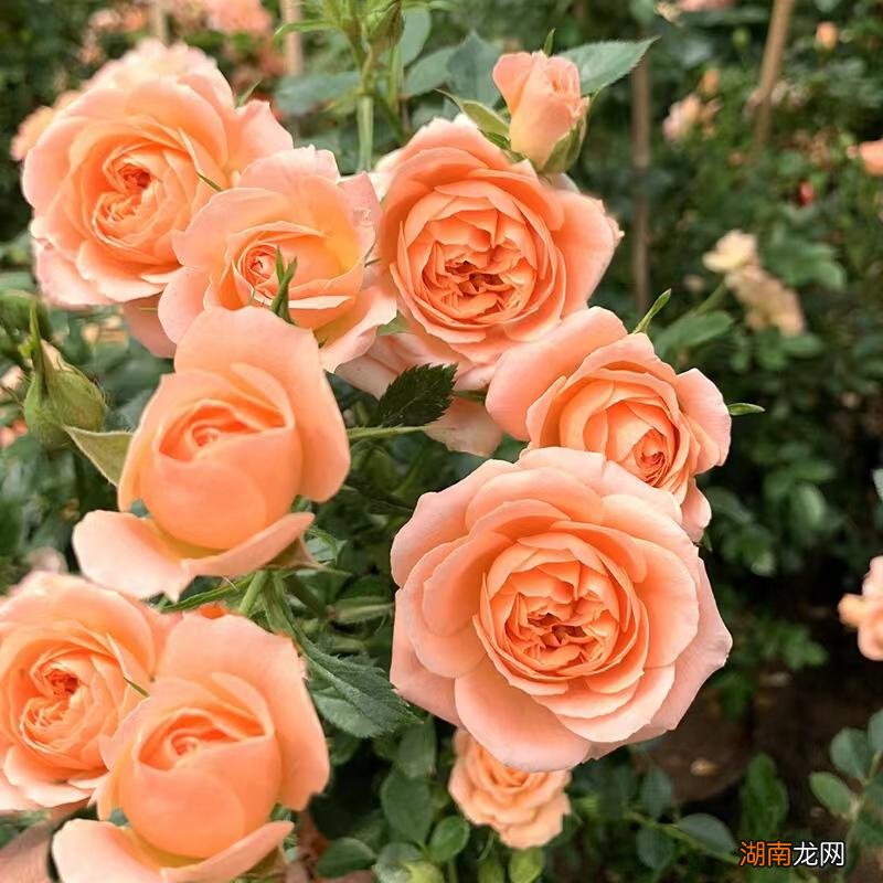 藤本月季甜梦抗病强适合阳台养 甜梦月季的优缺点介绍