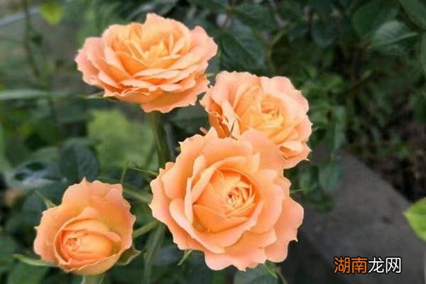 藤本月季甜梦抗病强适合阳台养 甜梦月季的优缺点介绍