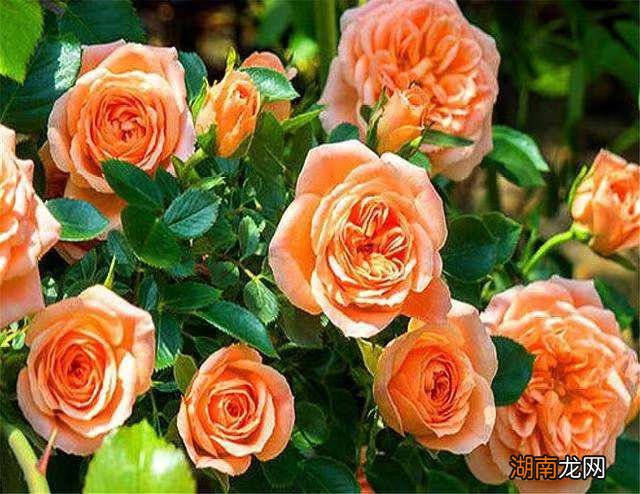 藤本月季甜梦抗病强适合阳台养 甜梦月季的优缺点介绍