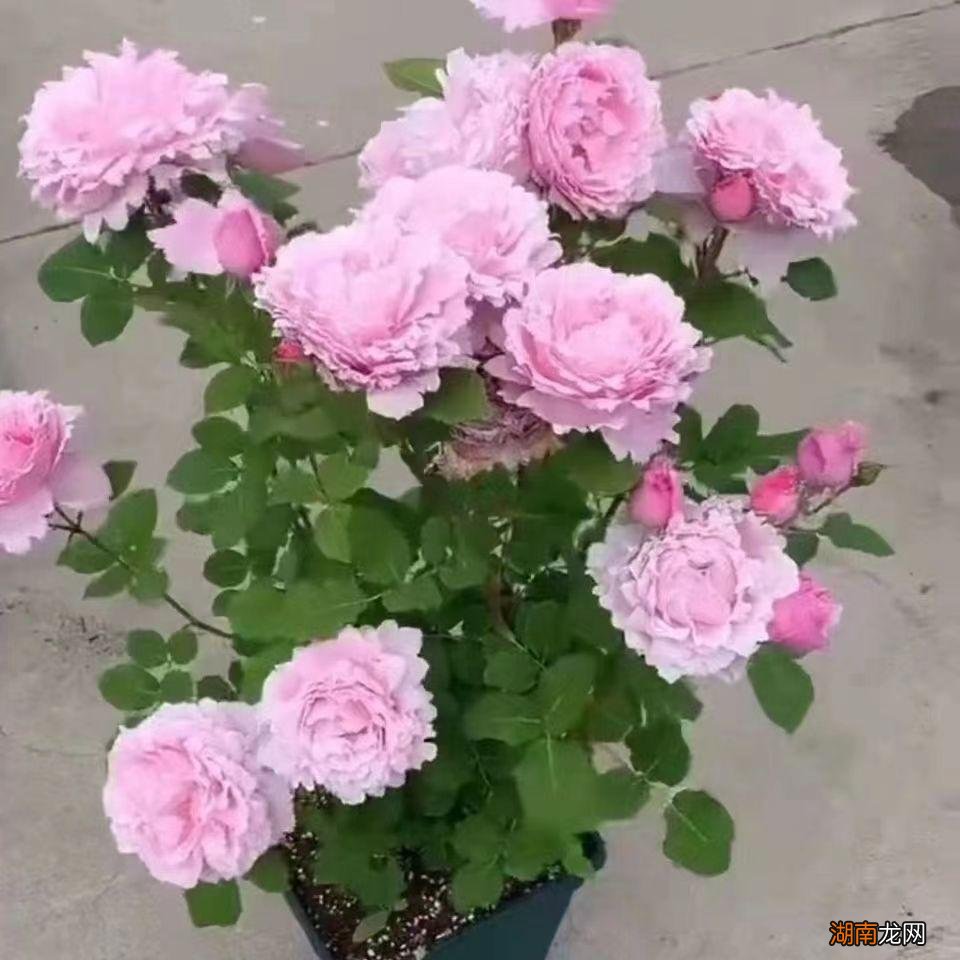 灌木索菲罗莎月季花的优缺点 索菲罗莎月季特点