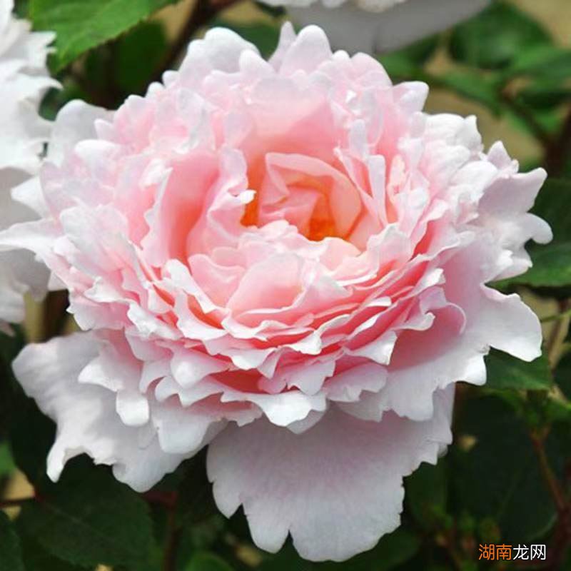 灌木索菲罗莎月季花的优缺点 索菲罗莎月季特点