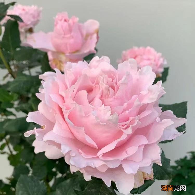 灌木索菲罗莎月季花的优缺点 索菲罗莎月季特点