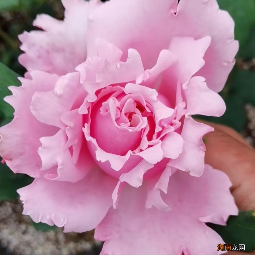 灌木索菲罗莎月季花的优缺点 索菲罗莎月季特点