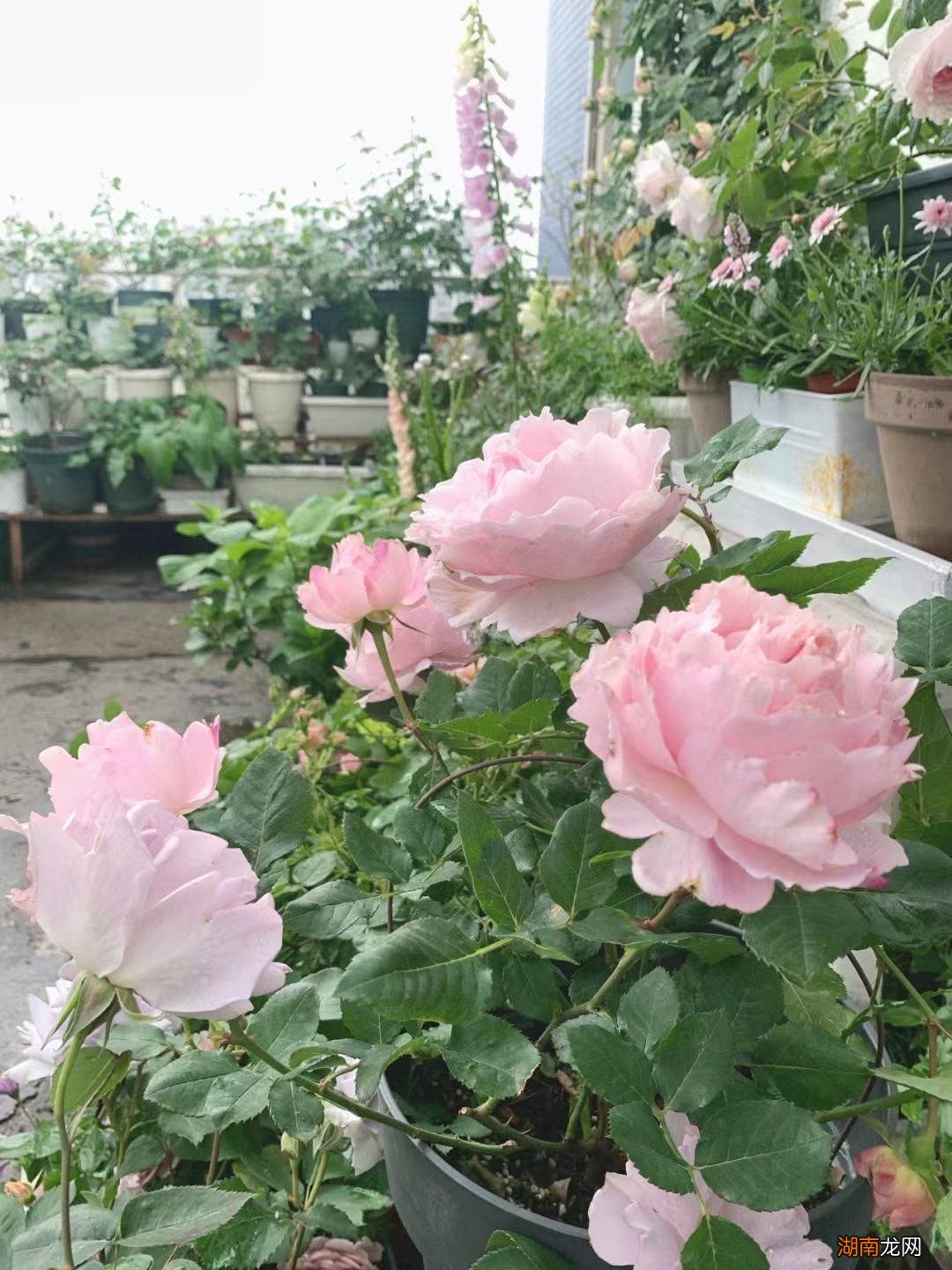 灌木索菲罗莎月季花的优缺点 索菲罗莎月季特点