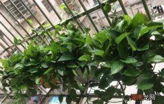 绿萝有黑斑的原因及处理要点 绿萝长黑斑是怎么回事