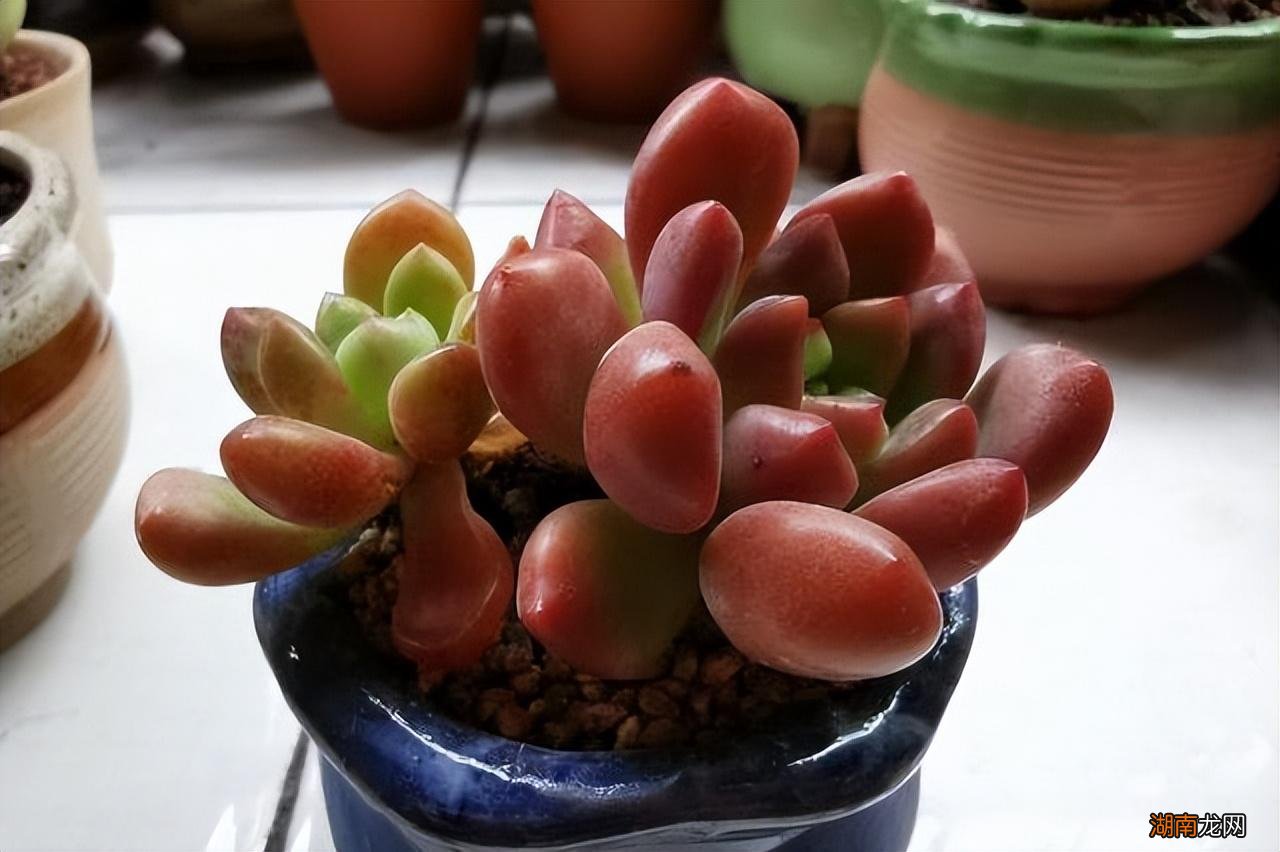 闻多肉的香味是什么样子的 多肉的气味是什么味道