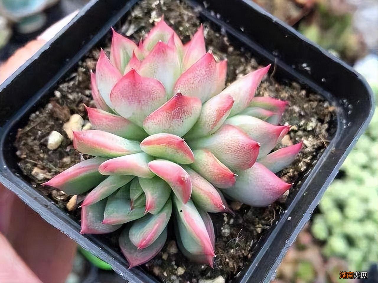 闻多肉的香味是什么样子的 多肉的气味是什么味道