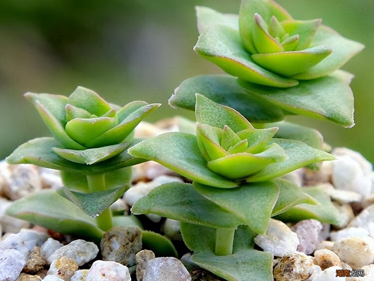 闻多肉的香味是什么样子的 多肉的气味是什么味道