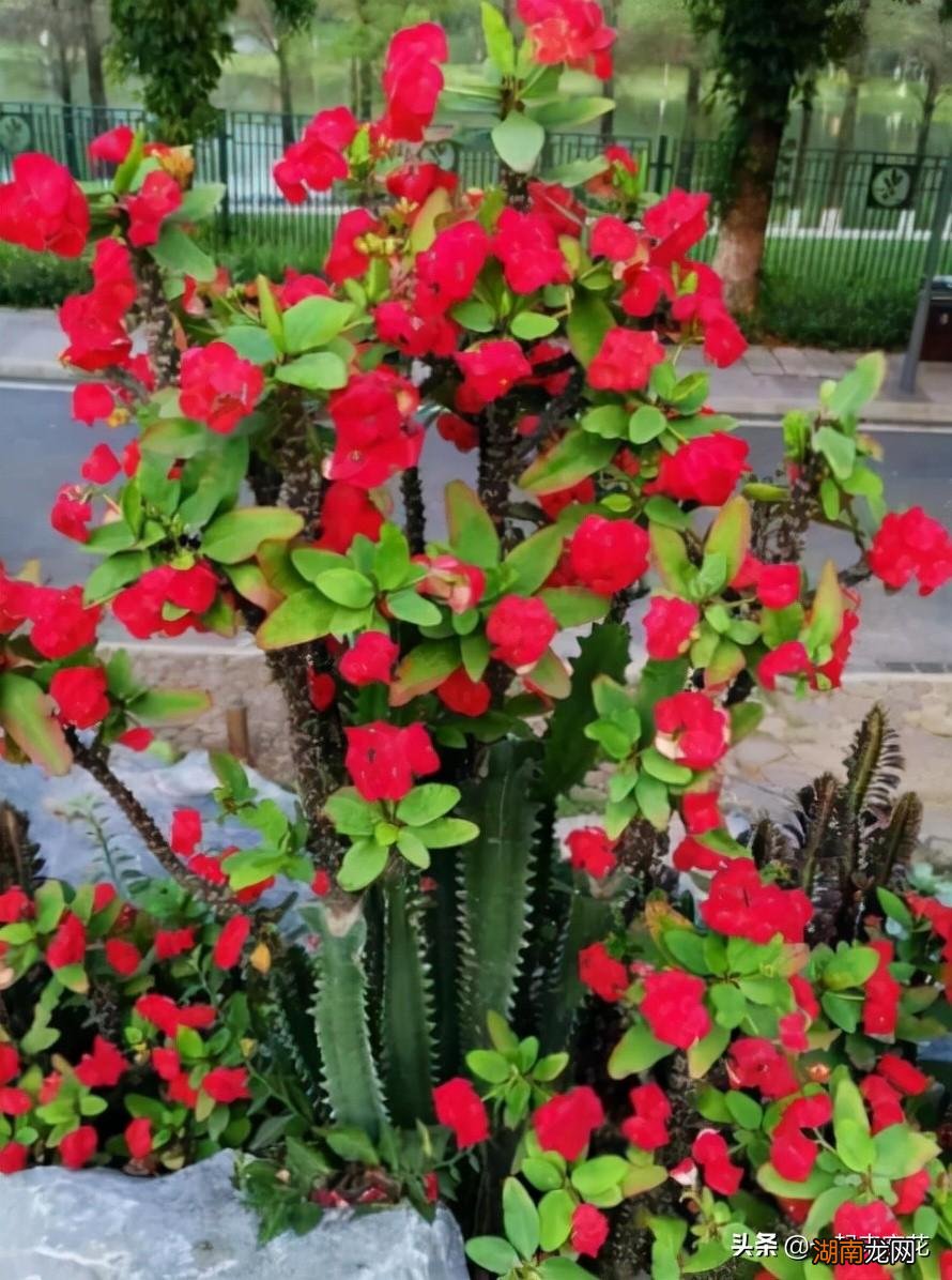 三月推荐养这6种花在家里 三月份适合种什么花比较容易种