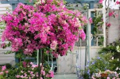 三月推荐养这6种花在家里 三月份适合种什么花比较容易种