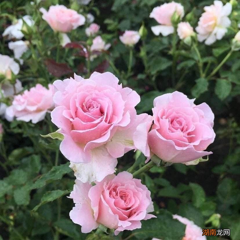 这样剪枝花苞多笋芽壮 月季开完花后怎样剪枝才又开花