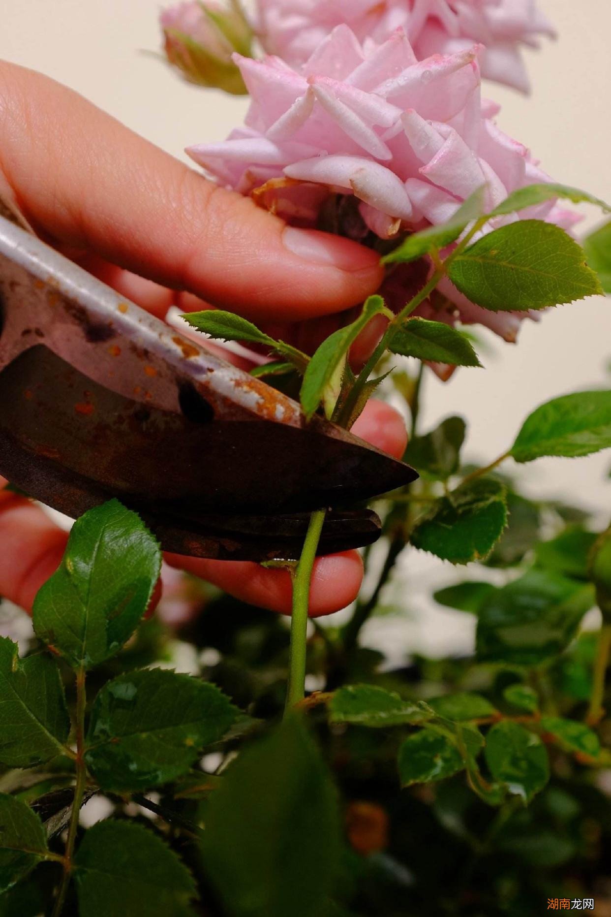 这样剪枝花苞多笋芽壮 月季开完花后怎样剪枝才又开花