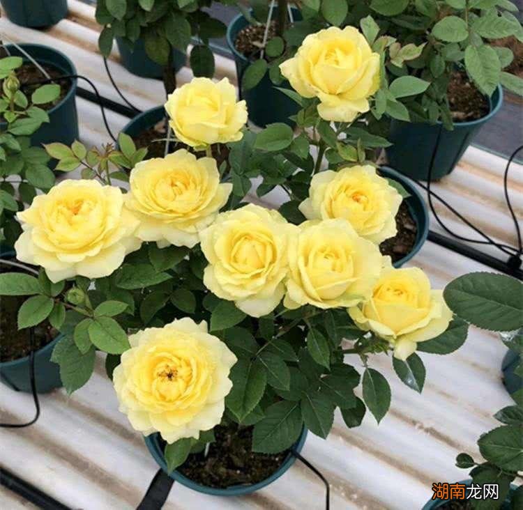 这样剪枝花苞多笋芽壮 月季开完花后怎样剪枝才又开花