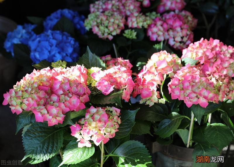 绣球花3种情况不适合摆放在室内 绣球花可以在室内养吗