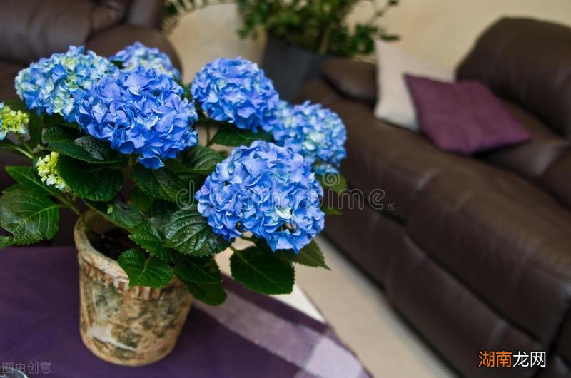 绣球花3种情况不适合摆放在室内 绣球花可以在室内养吗