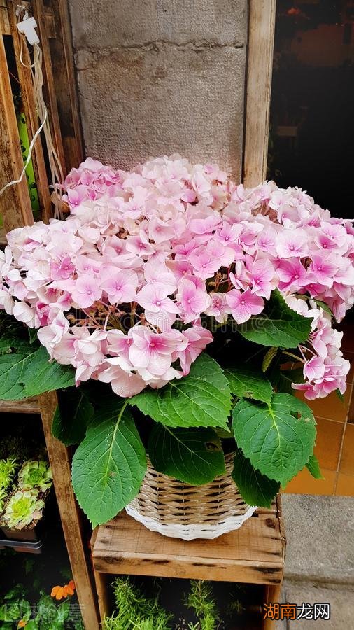 绣球花3种情况不适合摆放在室内 绣球花可以在室内养吗