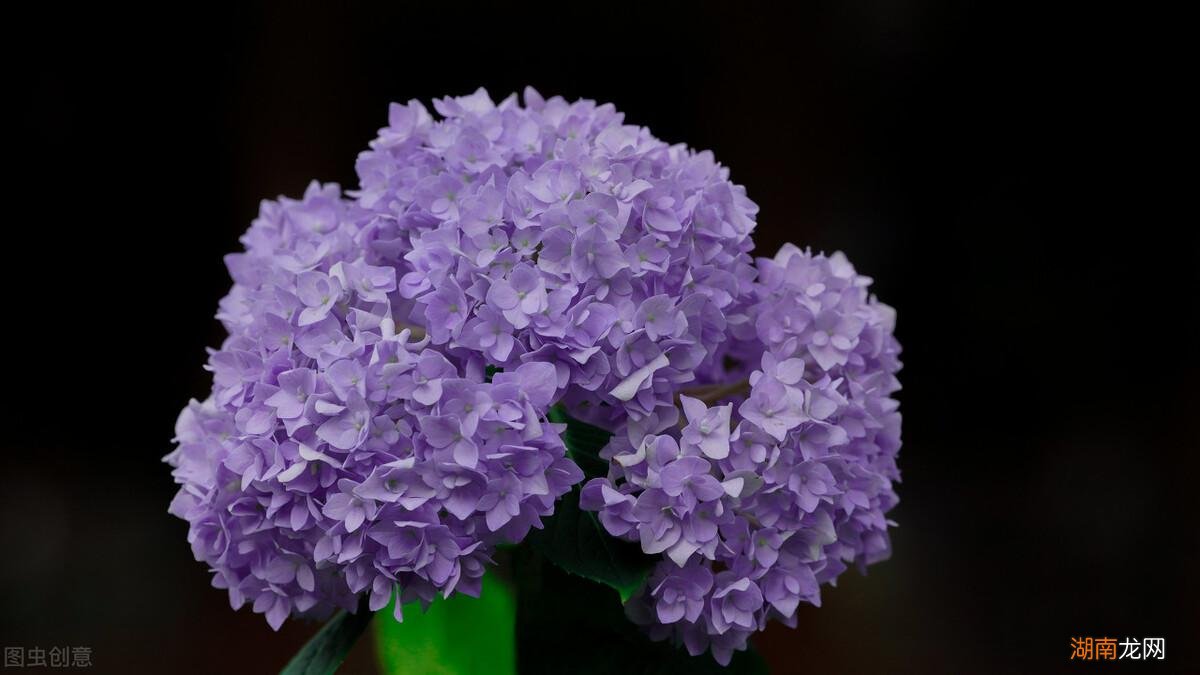 绣球花3种情况不适合摆放在室内 绣球花可以在室内养吗