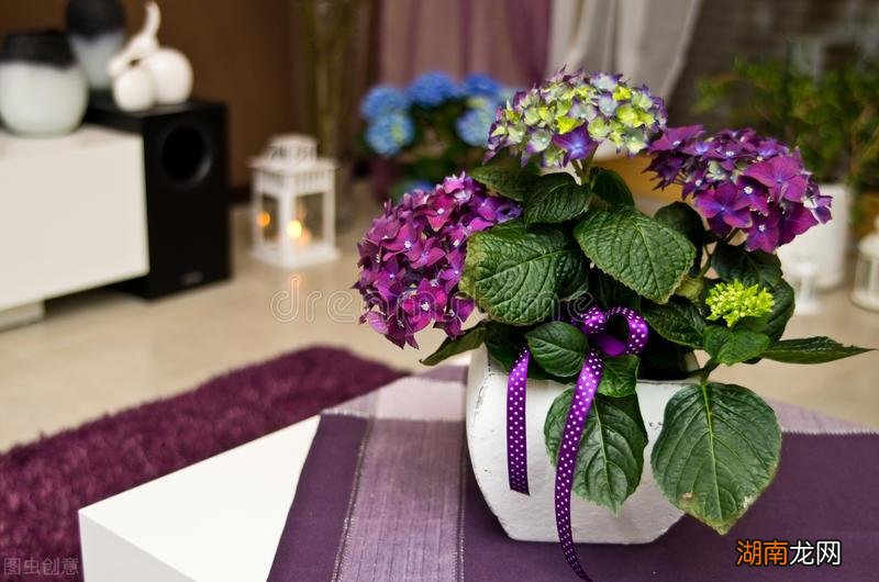 绣球花3种情况不适合摆放在室内 绣球花可以在室内养吗