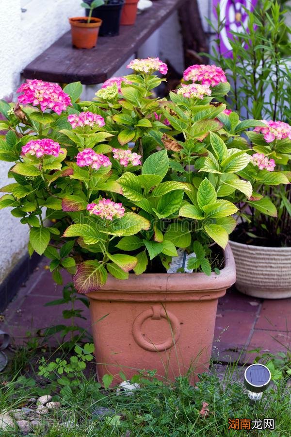 绣球花3种情况不适合摆放在室内 绣球花可以在室内养吗