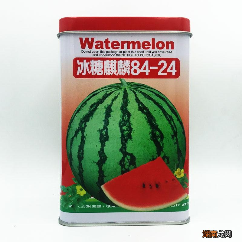 8424西瓜抗病抗逆性好且口感佳 8424西瓜品种介绍