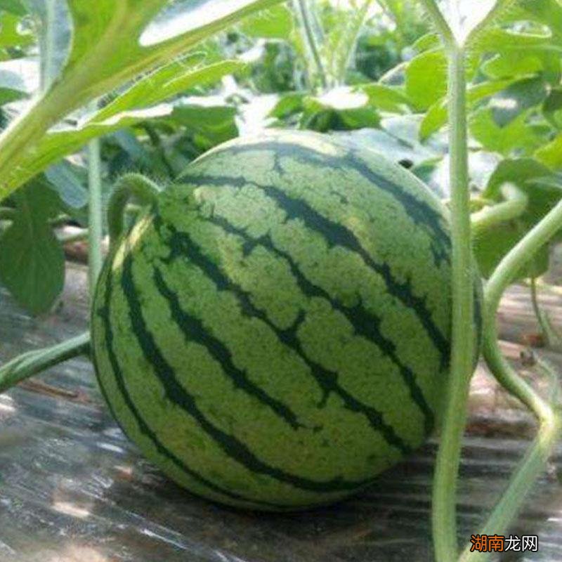 8424西瓜抗病抗逆性好且口感佳 8424西瓜品种介绍