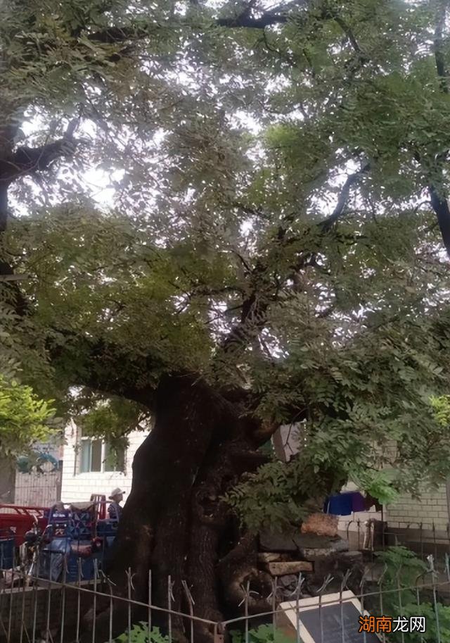 村口树和坟前树不能砍的风水说法 坟前的树能不能砍掉