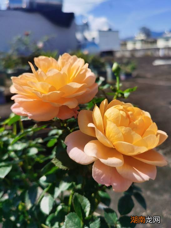 超火微月果汁阳台花期长 果汁阳台月季属于微型月季吗