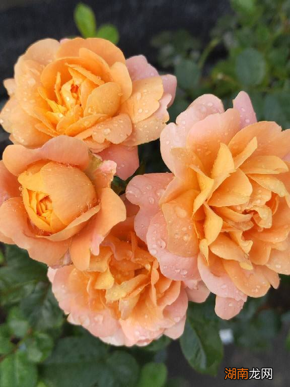 超火微月果汁阳台花期长 果汁阳台月季属于微型月季吗