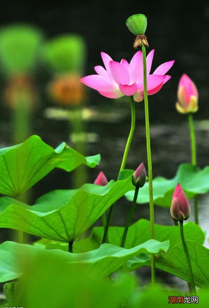 荷花的代表花语寓意是什么意思 荷花的寓意及象征