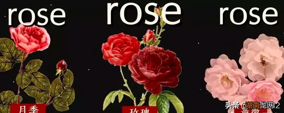 月季和玫瑰是一种花吗 玫瑰月季怎么区分图片