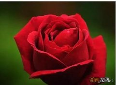 月季和玫瑰是一种花吗 玫瑰月季怎么区分图片