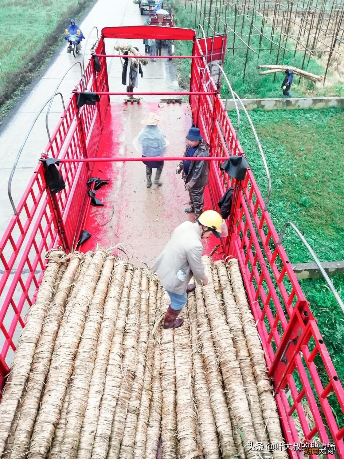 一般甘蔗成熟的季节是什么时候 甘蔗什么季节吃