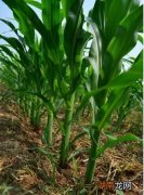 华农658抗锈病抗倒伏耐高温 华农658玉米品种简介