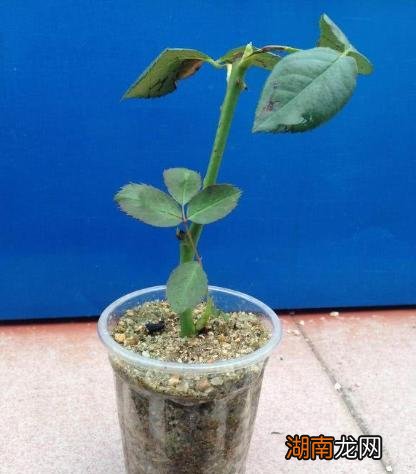 扦插月季最简单易活的方法 月季怎样扦插提高成活率教程