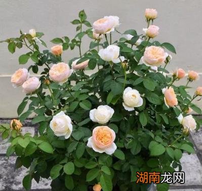 扦插月季最简单易活的方法 月季怎样扦插提高成活率教程