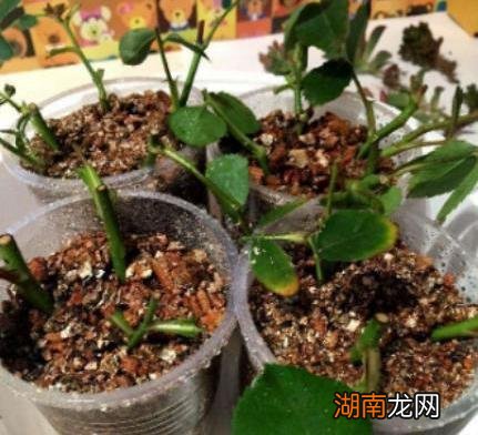 扦插月季最简单易活的方法 月季怎样扦插提高成活率教程