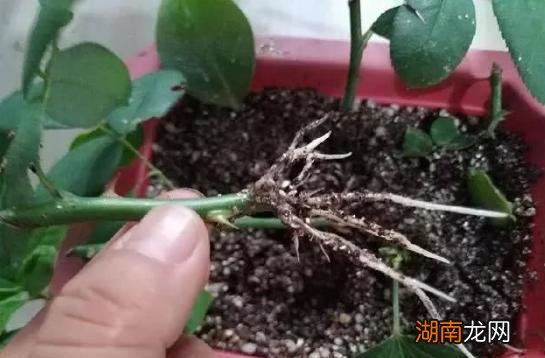 扦插月季最简单易活的方法 月季怎样扦插提高成活率教程