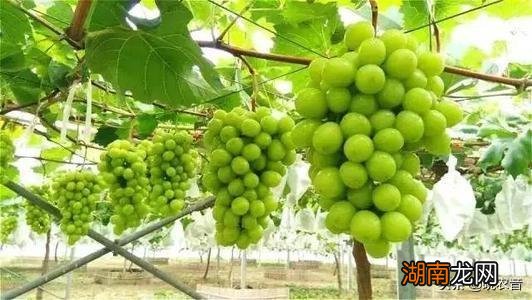 两种葡萄哪个更好吃 阳光玫瑰和晴王的区别图片