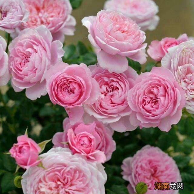 月季花开完要修剪才能开花爆盆 月季花谢了要剪掉吗